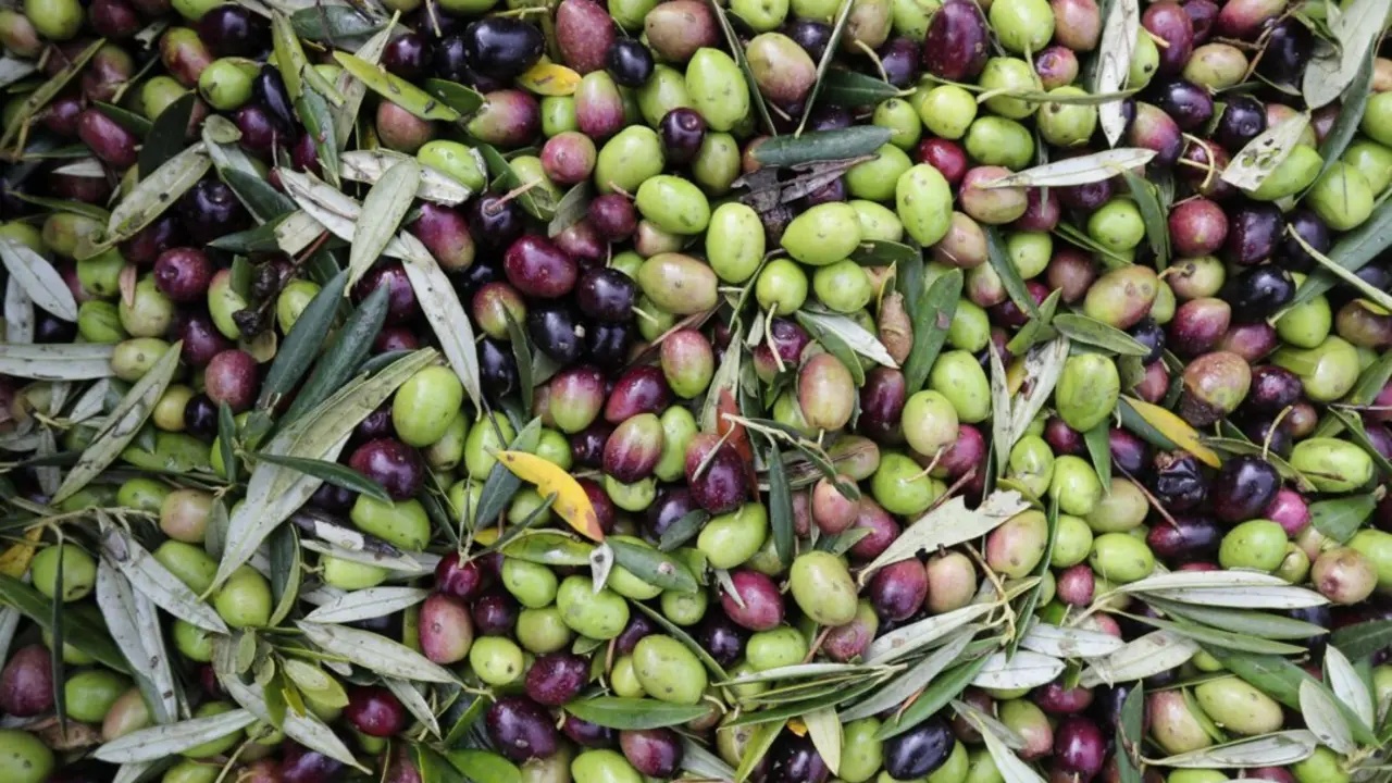 Varias aceitunas durante el comienzo de la campa&ntilde;a de recogida,
- Carlos Castro - Europa Press