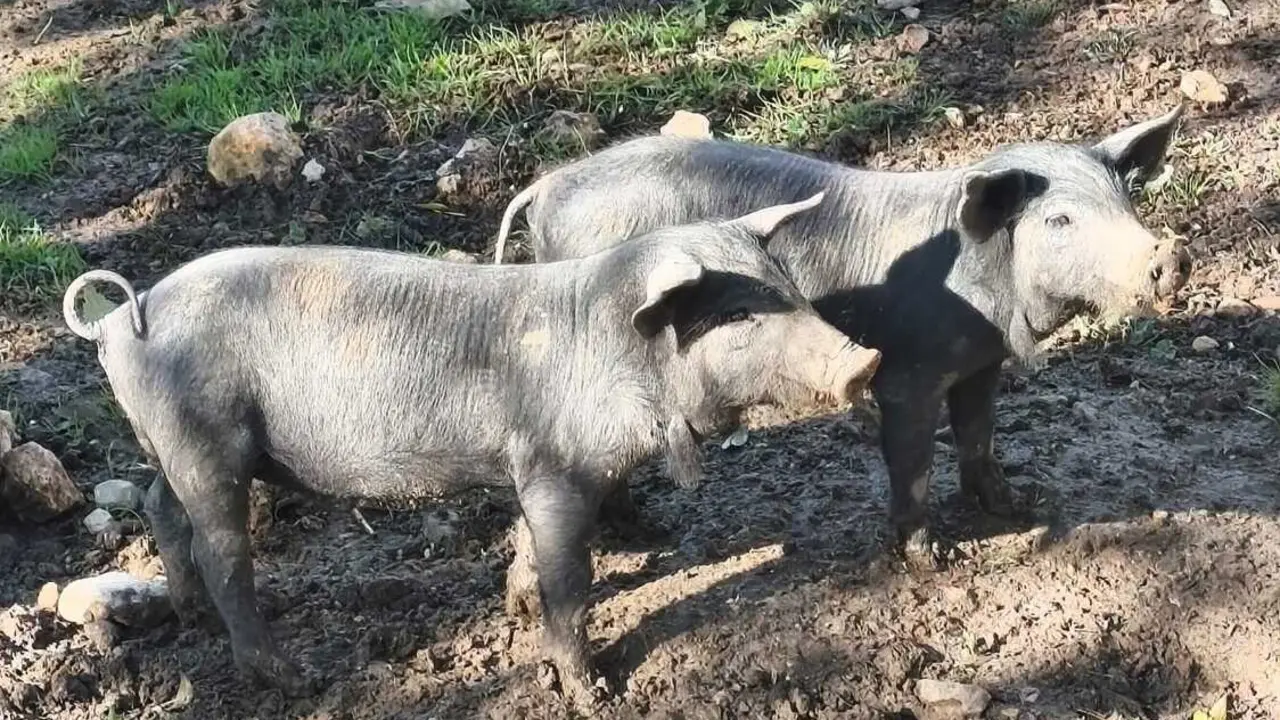 
<p>Recibe un informe del Centro de Investigaci&oacute;n en Sanidad Animal en el que no se descarta esta posibilidad </p>
<p>   BARCELONA, 5 (EUROPA PRESS TELEVISI&Oacute;N)</p>
<p>   El Ministerio de Agricultura ha abierto una nueva investigaci&oacute;n sobre el brote de peste porcina africana (PPA) detectado en el entorno de Collserola (Barcelona) hace una semana, sin descartar que su origen pueda estar en un laboratorio.</p>
<p>   Dicha investigaci&oacute;n se ha abierto despu&eacute;s de que el Centro de Investigaci&oacute;n en Sanidad Animal (CISA-INIA) de Valdeolmos (Madrid), un laboratorio de referencia de la UE, haya enviado a Agricultura un informe en el que abre la puerta a que el brote de peste porcina en Catalunya proceda de un laboratorio, informa el Ministerio este viernes en un comunicado.</p>
<p>   "Todos los virus circulantes en la actualidad en los Estados miembros pertenecen a los grupos gen&eacute;ticos 2-28 y no al nuevo grupo gen&eacute;tico 29 al que pertenece el virus causante del foco en la provincia de Barcelona, muy similar al grupo gen&eacute;tico 1 que circul&oacute; en Georgia en 2007", a&ntilde;ade el comunicado.</p>
<p>   La similitud entre ambos ha despertado las sospechas del laboratorio, ya que "los virus, en condiciones naturales, cuando se propagan mediante ciclos de infecci&oacute;n en animales sufren en mayor o menor medidas cambios en su genoma".</p>
<p>   Por eso, "el hallazgo de un virus similar al que circul&oacute; en Georgia no excluye, por tanto, que su origen pueda estar en una instalaci&oacute;n de confinamiento biol&oacute;gico", a&ntilde;ade el comunicado.</p>
<p>   Asimismo, indica que la cepa del virus 'Georgia 2007' es un virus de "referencia" que se utiliza con frecuencia en infecciones experimentales en instalaciones de confinamiento para realizar estudios del virus o para evaluar la eficacia de las vacunas, que actualmente est&aacute;n en fase de desarrollo.</p>
<p>   As&iacute;, del informe se deduce que cabe la posibilidad de que el origen del virus no est&eacute; en animales o productos de origen animal provenientes de alguno de los pa&iacute;ses en los que actualmente est&aacute; presente la infecci&oacute;n.</p>
<p>   Agricultura aclara que se trata de una investigaci&oacute;n complementaria a la iniciada el pasado 28 de noviembre, fecha en la que se detect&oacute; el brote de peste porcina africana en Cerdanyola del Vall&eacute;s (Barcelona).</p>
<p> IM&Aacute;GENES DISPONIBLES EN EUROPA PRESS TELEVISI&Oacute;N</p>
<p>URL DE DESCARGA: <a target="_blank" href="https://www.europapress.tv/economia/1033967/1/gobierno-investiga-si-brote-peste-porcina-generado-laboratorio">https://www.europapress.tv/economia/1033967/1/gobierno-investiga-si-brote-peste-porcina-generado-laboratorio</a> </p>
<p>TEL&Eacute;FONO DE CONTACTO 91 345 44 06 </p>
      