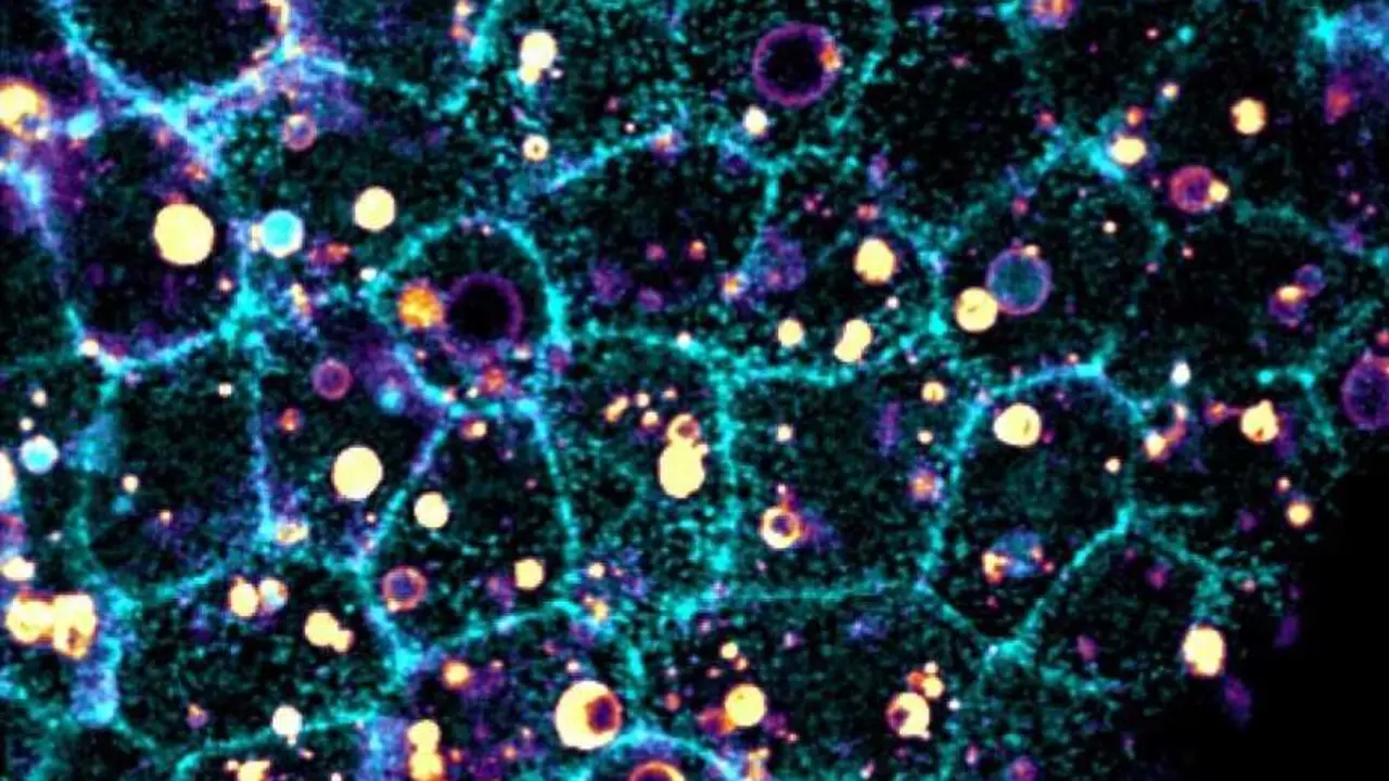 Imagen del tejido epitelial de un embri&oacute;n (celeste) y c&eacute;lulas ingeridas que han sido fragmentadas (amarillo).