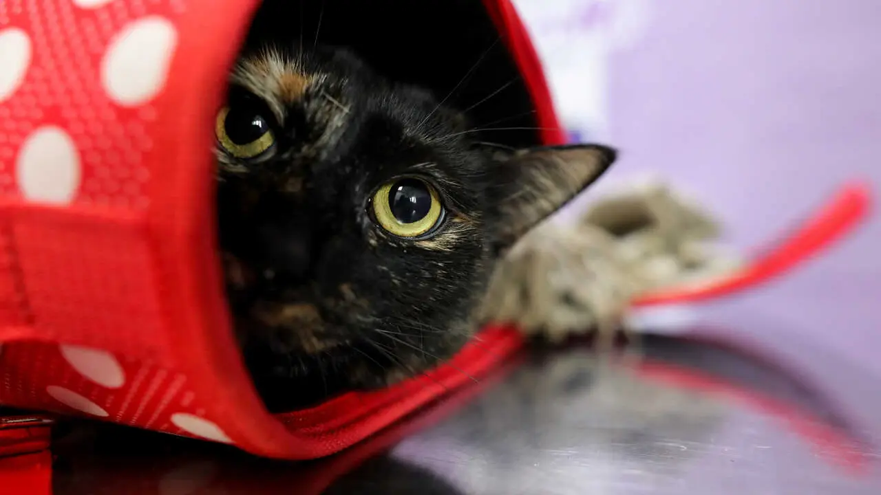 Archivo - Un gato en una consulta 