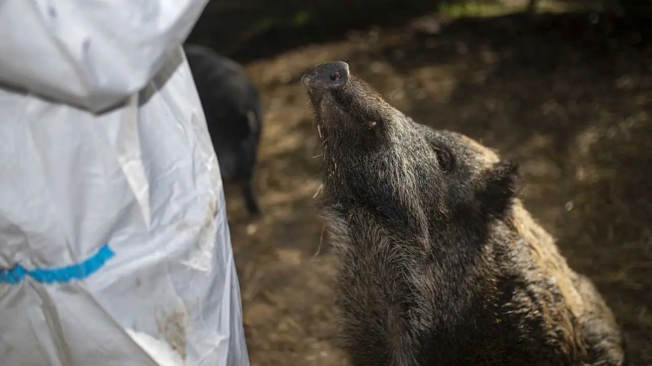 La due&ntilde;a del santuario cuida de los cerdos, en una imagen de archivo.