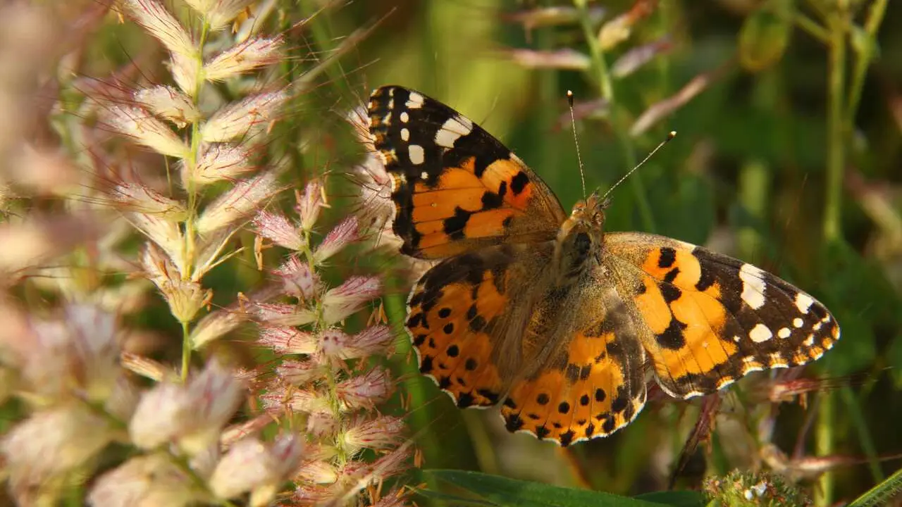 Un ejemplar de Vanessa cardui. Imagen: Gerard Talavera, IBB (CSIC-MCNB)