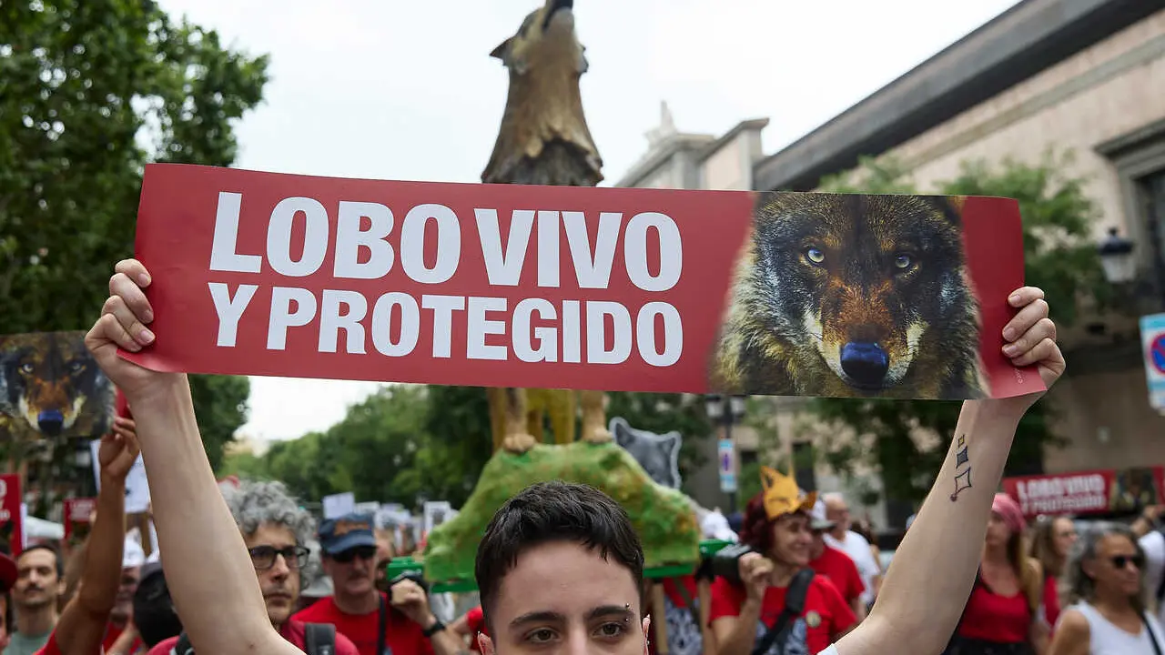 Archivo - Varias personas durante una nueva manifestaci&oacute;n para exigir la protecci&oacute;n del lobo ib&eacute;rico, a 22 de junio de 2025, en Madrid (Espa&ntilde;a). 