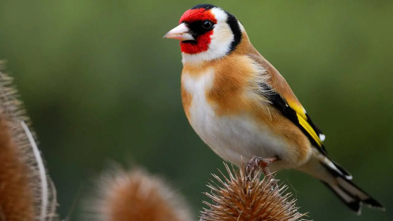 Archivo - Descienden un 19% las aves invernantes en Espa&ntilde;a en 2023 respecto a 1998, seg&uacute;n SEO/BirdLife