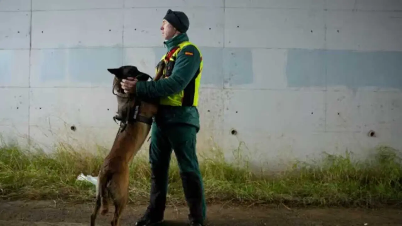  Un agente y un perro de la Unidad Cinol&oacute;gica de la Guardia Civil en Adamuz<br>- JOAQUIN CORCHERO - EUROPA PRESS 