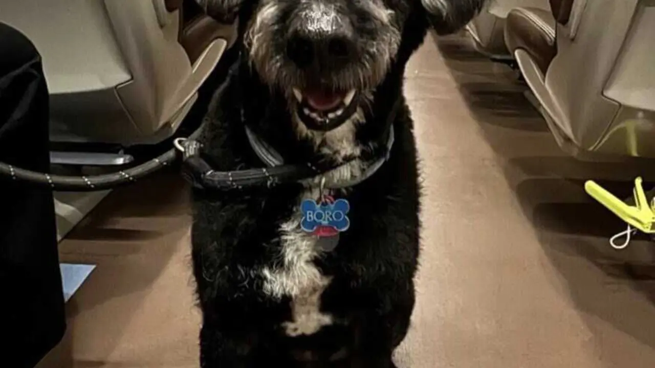 El perro Boro desaparecido tras el accidente de trenes de Ademuz.