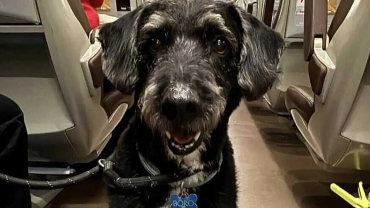 El perro Boro desaparecido tras el accidente de trenes de Ademuz.