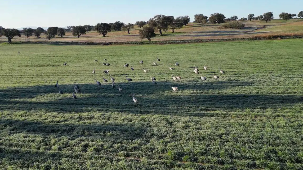 Grullas en Los Pedroches