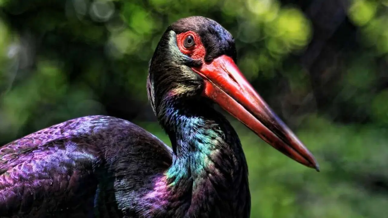 Cig&uuml;e&ntilde;a Negra | Pexels