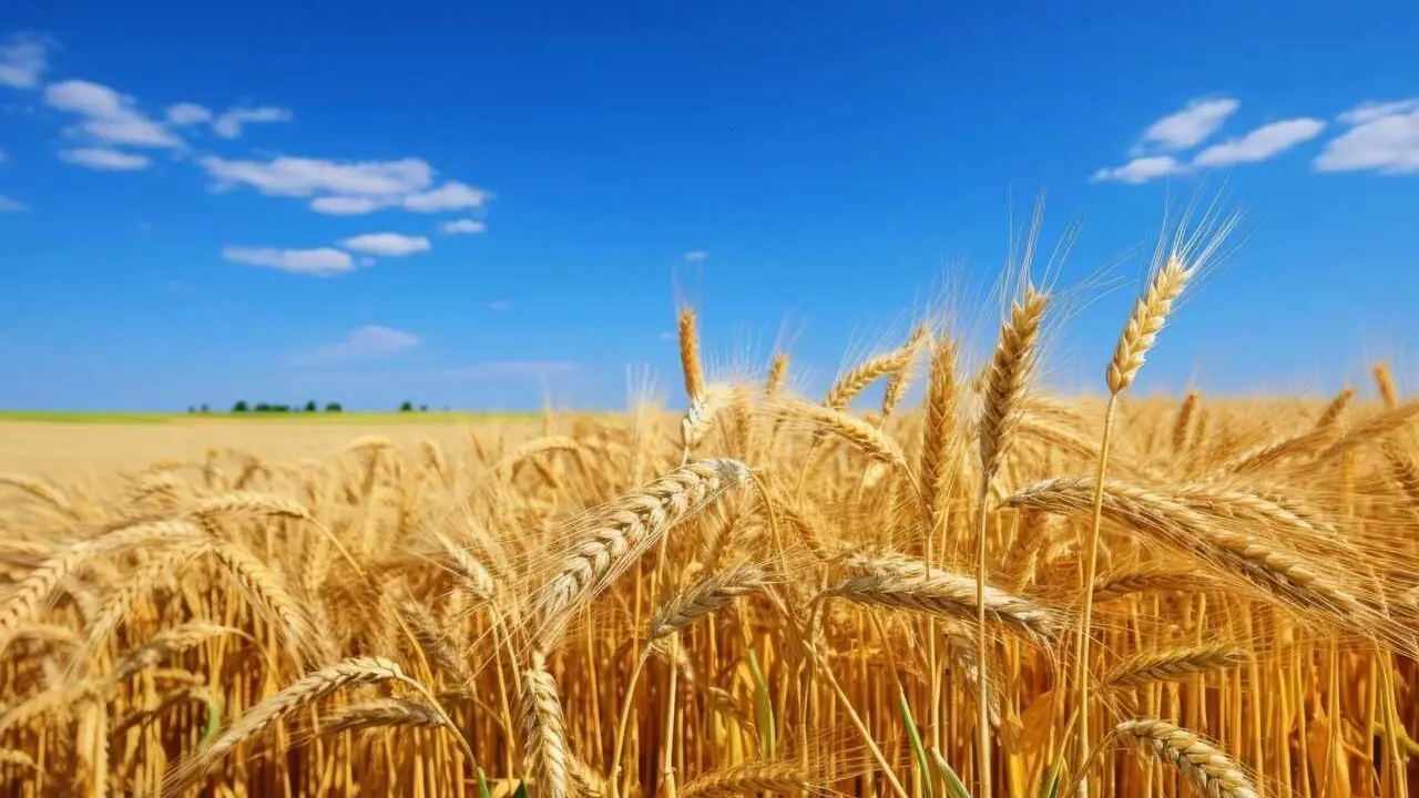 Trigo | Vecteezy.com