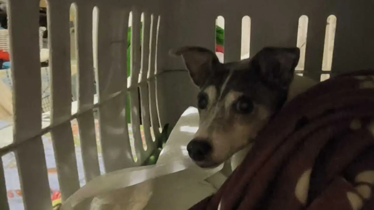 PACMA pide a Renfe que permita viajar con animales en los autocares que sustituyen los trenes hacia Andaluc&iacute;a.