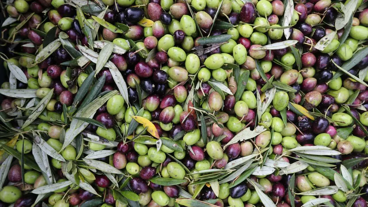 Bendollo, Quiroga, Lugo. &Uacute;ltimos d&iacute;as en la recogida de aceituna, variedades brava y mansa, en los olivares de Aceiroga en Bendollo. Los olivares del valle de Quiroga son los mayores de Galicia y cosechan fundamentalmente aceitunas de las variedades aut&oacute;ctonas brava y mansa. Aceiroga produce unos 3.000 litros anuales de aceite de oliva v&iacute;rgen extra en una producci&oacute;n que va en aumento a&ntilde;o tras a&ntilde;o.