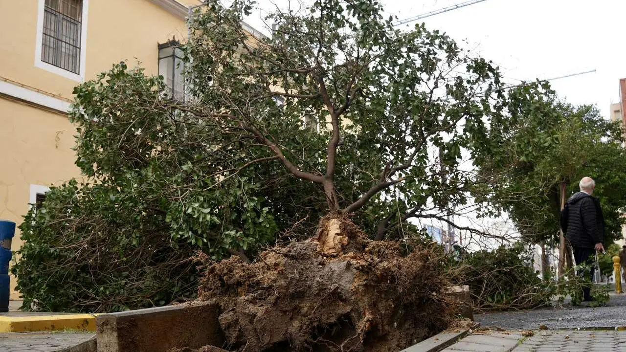 Imagen de un &aacute;rbol ca&iacute;do en la calle Jim&eacute;nez de aranda de Sevilla por el temporal de lluvia y viento que barre a la capital hispalense. 
