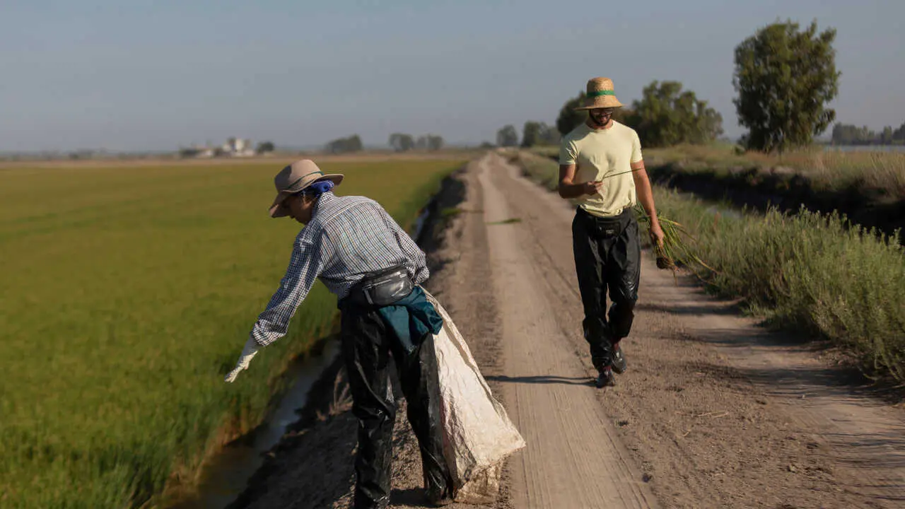 Archivo - Un grupo de jornaleros durante su labor, escardar arroz, en un arrozal en Isla Mayor. A 26 de agosto de 2022 en Sevilla (Andaluc&iacute;a, Espa&ntilde;a).