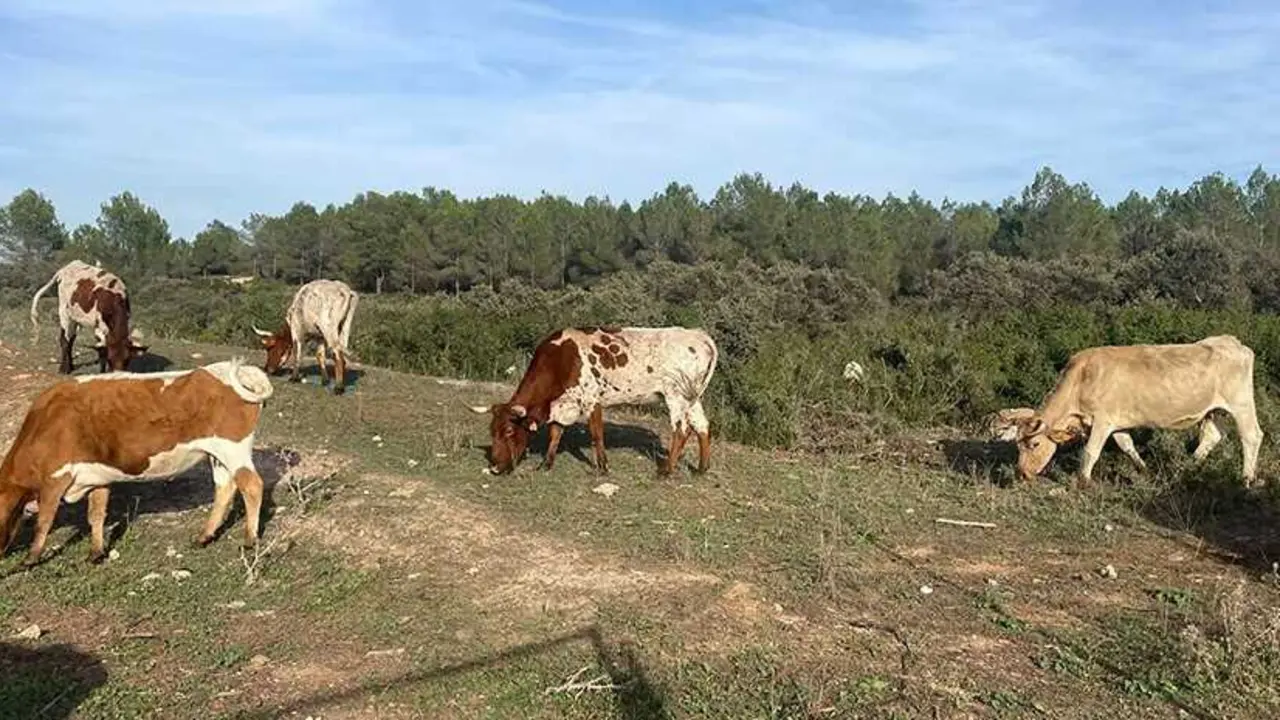 Archivo - El plazo para solicitar las ayudas de la Pol&iacute;tica Agraria Com&uacute;n para 2026 comienza el pr&oacute;ximo 1 de febrero.