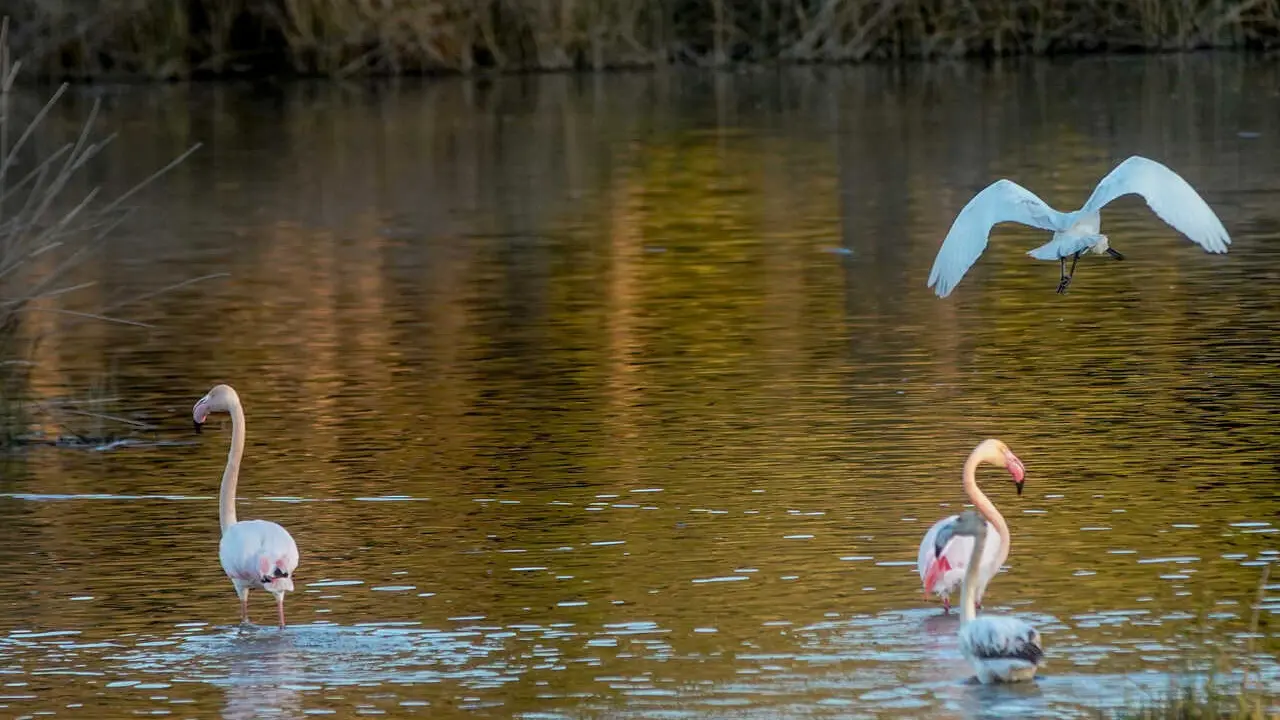Archivo - Vistas del Charco de la Boca, con aves acu&aacute;ticas en el centro de visitantes La Rocina, en el D&iacute;a Mundial de los Humedales en Almonte, (Andaluc&iacute;a, Espa&ntilde;a).