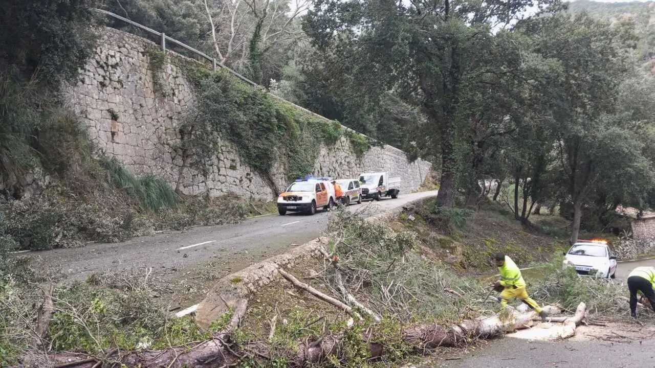 Operarios retiran un arbol ca&iacute;do a una carretera.