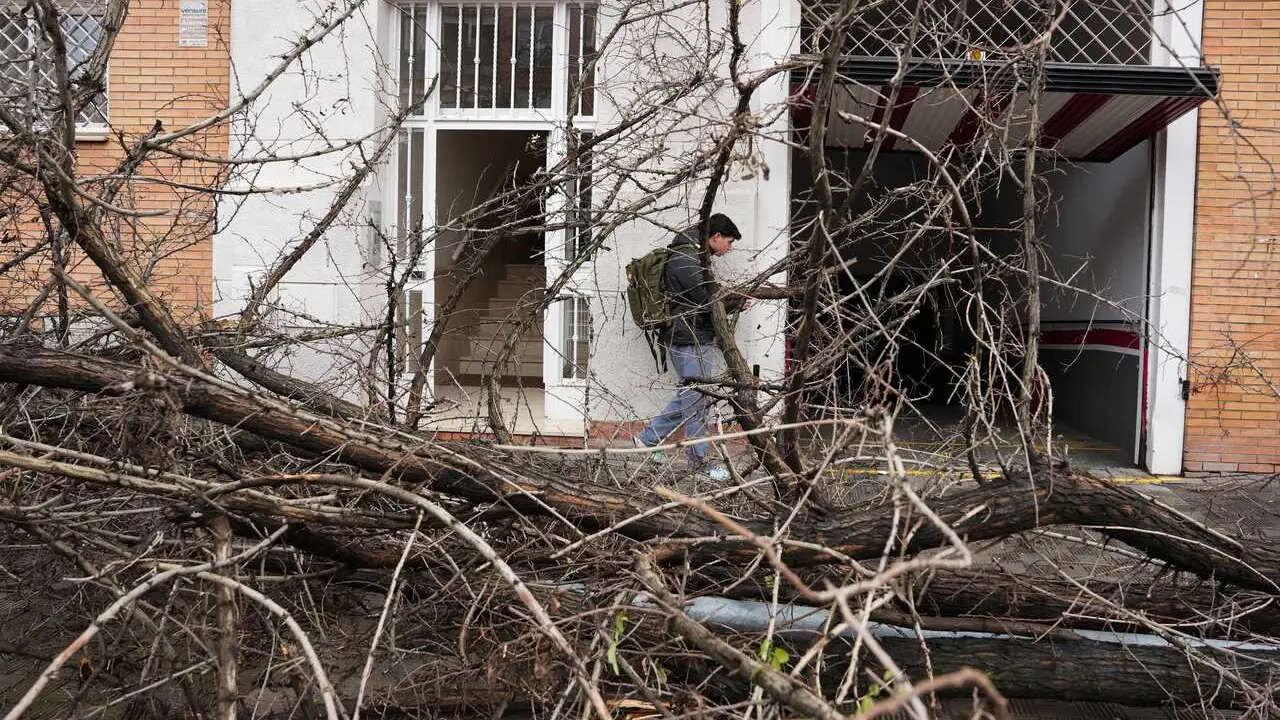 Un &aacute;rbol de grandes dimensiones ca&iacute;do en la barriada de Pino Montano de Sevilla a causa del fuerte viento del temporal que barre gran parte de Andaluc&iacute;a. A 2 de febrero de 2026 en Sevilla, (Andaluc&iacute;a, Espa&ntilde;a). 