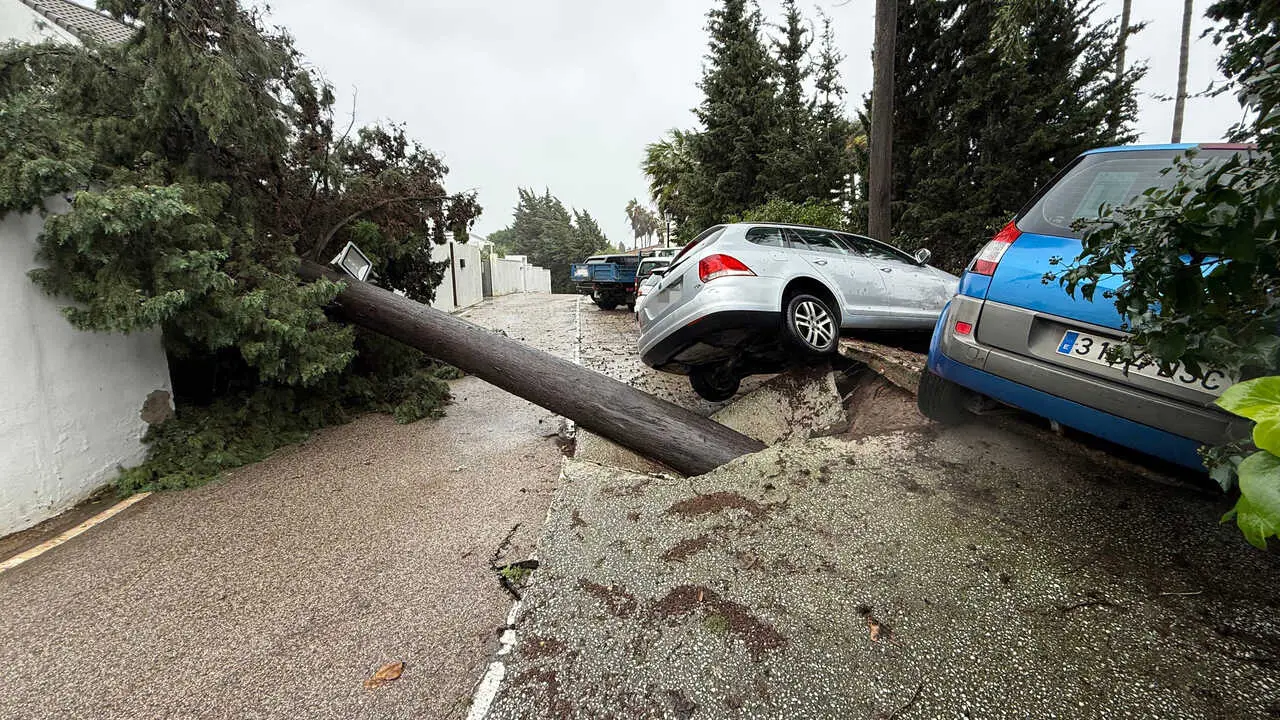 Imagen de un &aacute;rbol ca&iacute;do y coches afectados tras el paso de la borrasca Leonardo, en la localidad gaditana de Los Barrios (C&aacute;diz). A 4 de febrero de 2026, en Los Barrios, C&aacute;diz (Andaluc&iacute;a, Espa&ntilde;a). La Agencia Estatal de Meteorolog&iacute;a (Aemet) ha activado ha