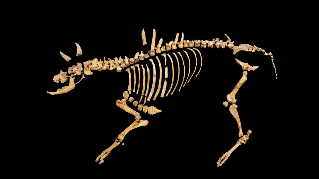 Imagen del esqueleto de bisonte hallado en Urbasa