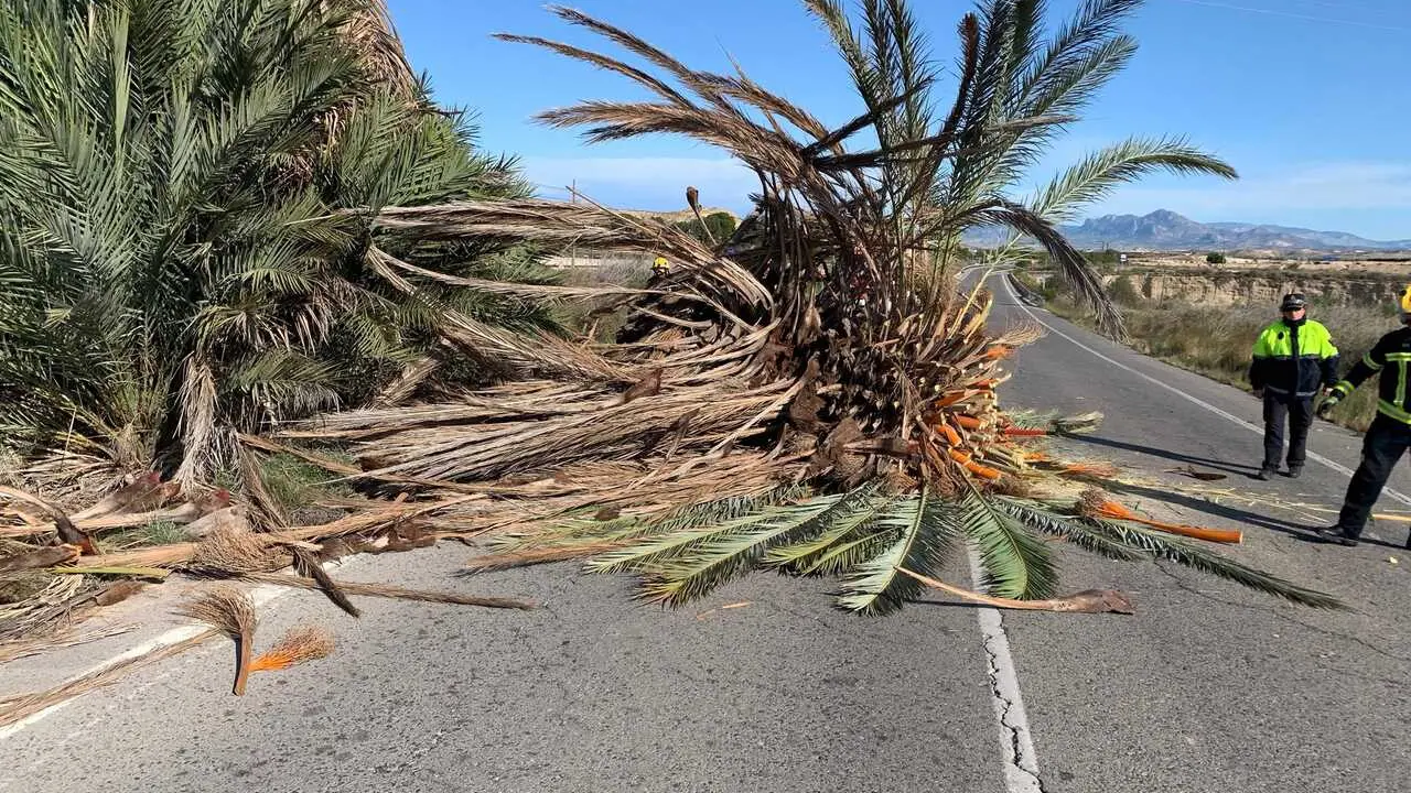 Archivo - Bomberos act&uacute;an en un servicio por una palmera ca&iacute;da por el viento