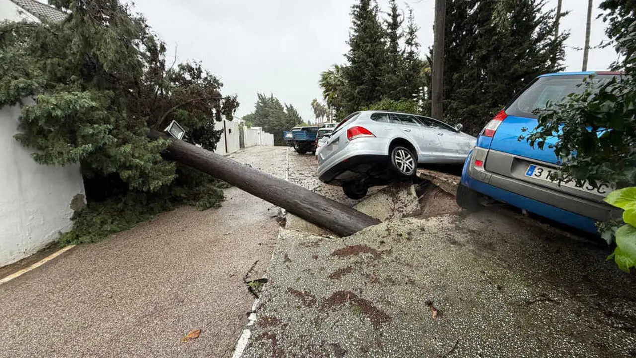  Imagen de un &aacute;rbol ca&iacute;do y coches afectados tras el paso de la borrasca Leonardo, en la localidad gaditana de Los Barrios (C&aacute;diz) 