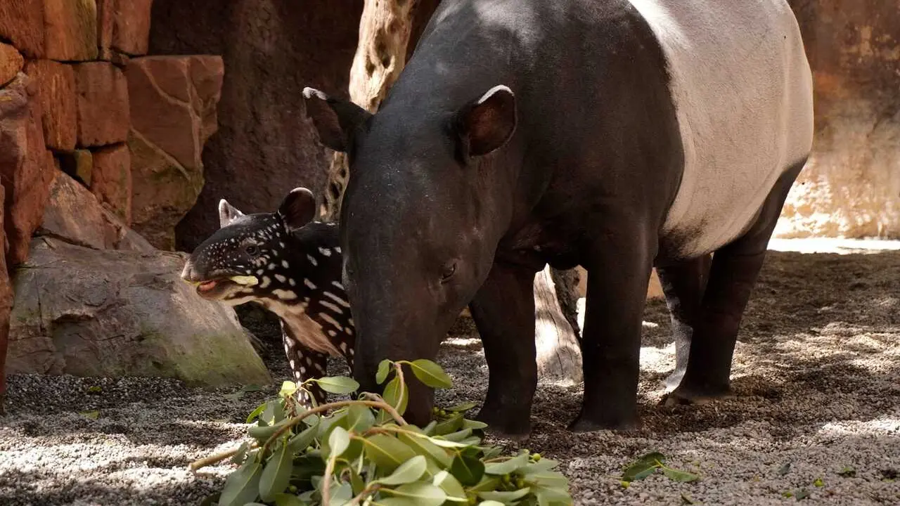 Rawa, hembra de tapir malayo de Bioparc Fuengirola, junto a su cr&iacute;a Tari, nacida el pasado a&ntilde;o dentro del programa europeo de conservaci&oacute;n de la especie.