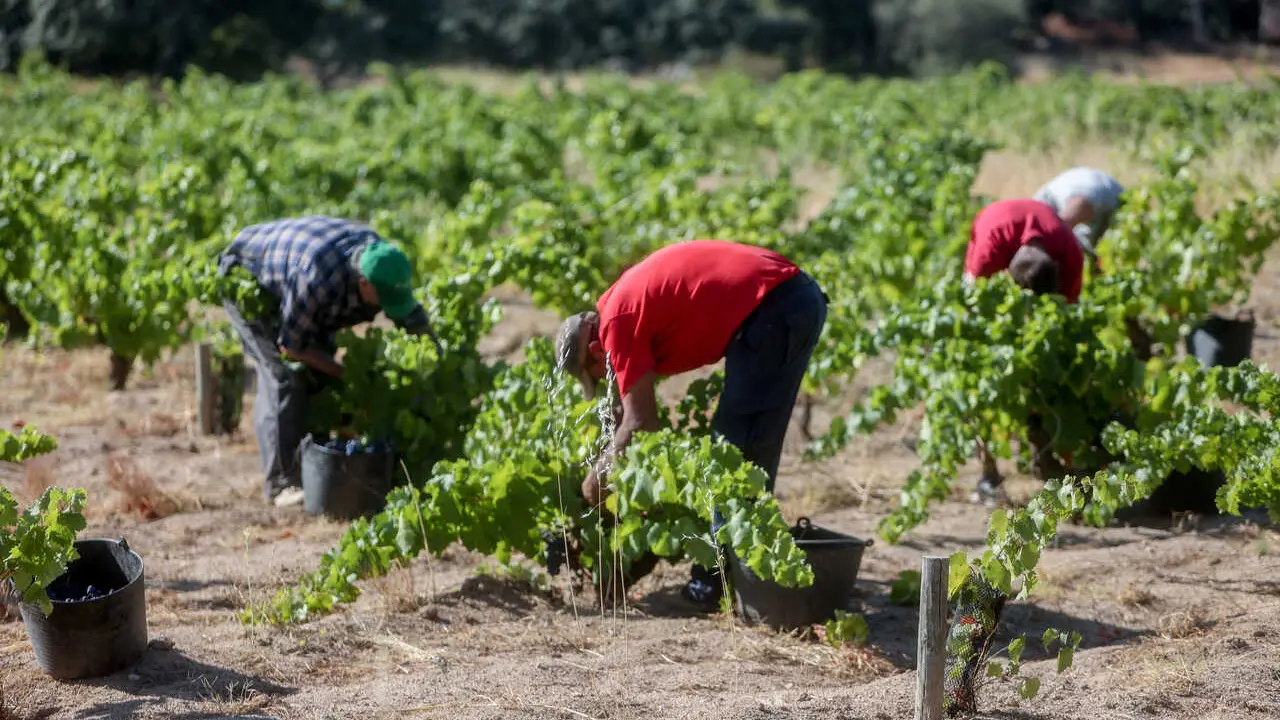 Archivo - Trabajadores agrarios recogiendo la uva