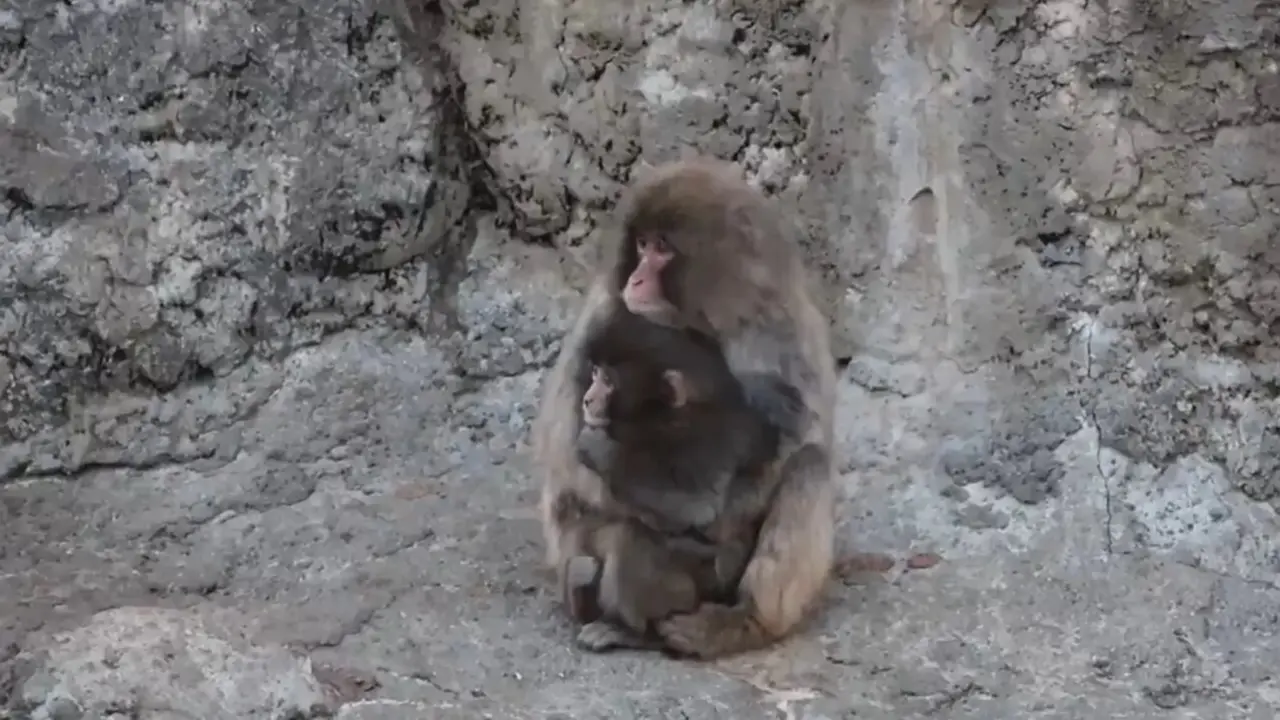 El mono Punch recibe su primer abrazo