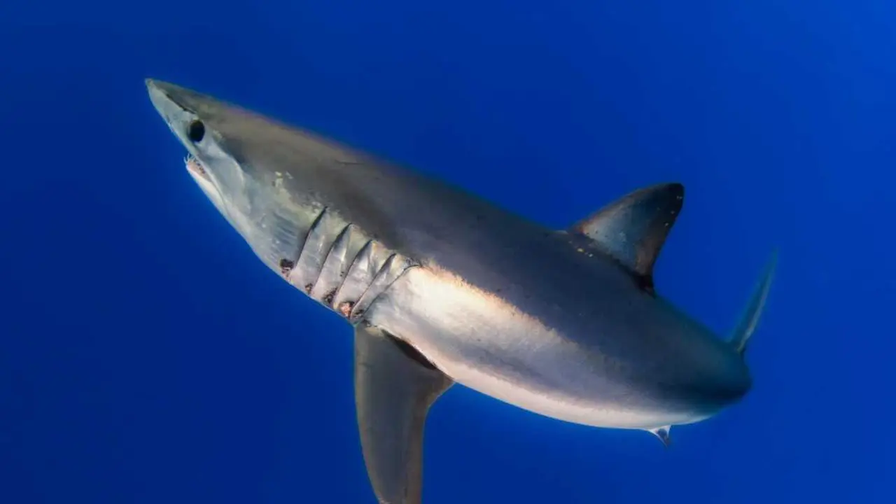 El proyecto 'Tirraqui' se ha centrado en evaluar la interacci&oacute;n entre las pesquer&iacute;as artesanal y de arrastre y las poblaciones de elasmobranquios en el Levante