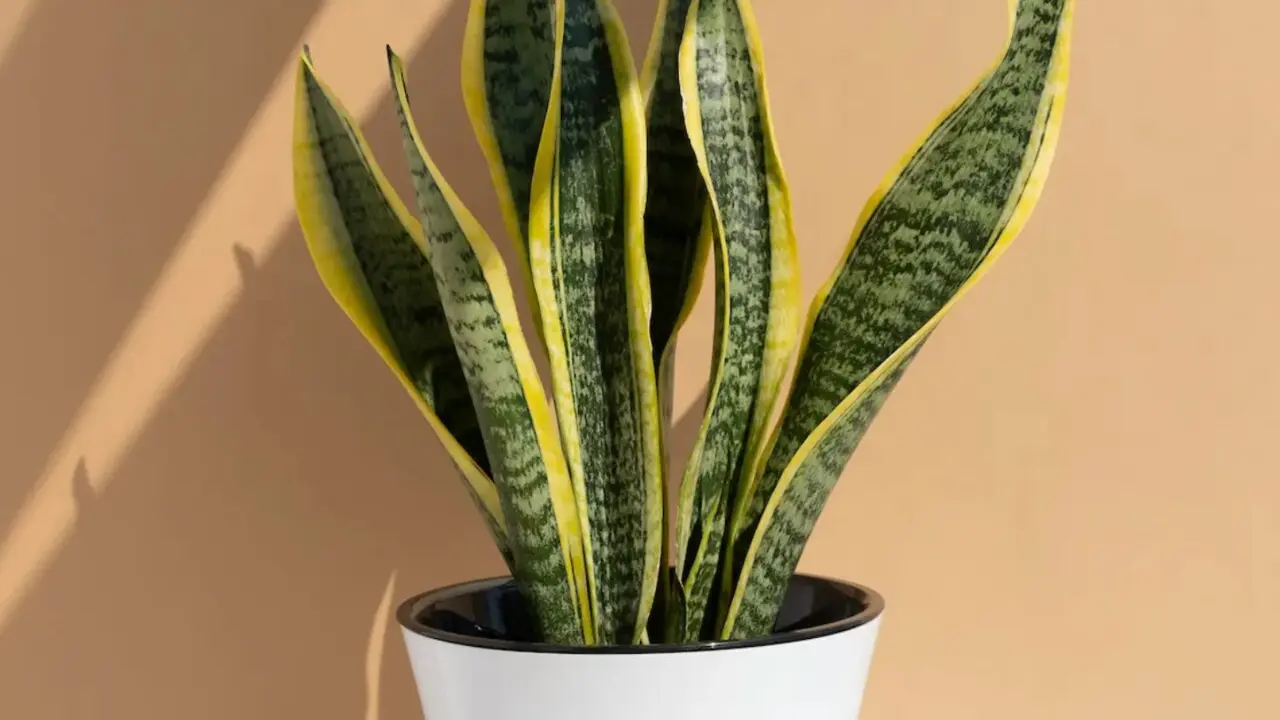 Sansevieria (Lengua de suegra)