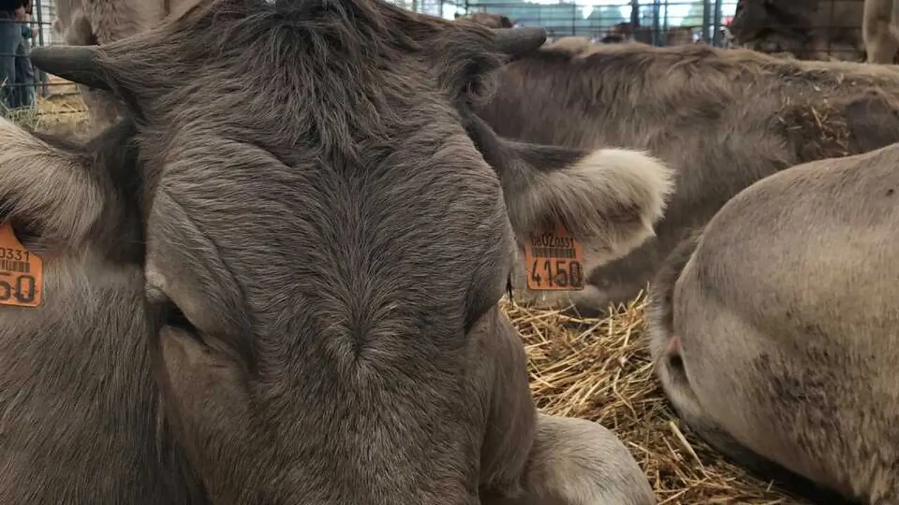 Archivo - Vaca, ganado, feria, vacuno