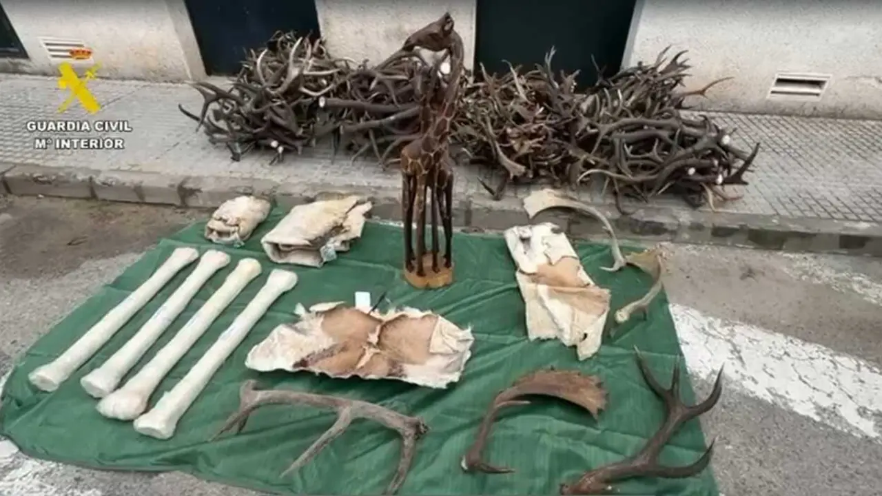 Incautadas en C&aacute;diz diferentes piezas de animales protegidos procedentes de &Aacute;frica.