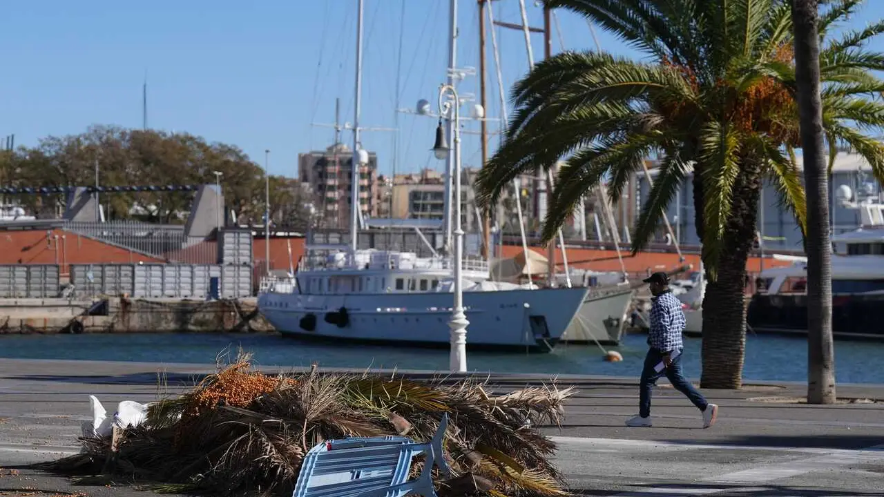Archivo - Trozos de palmeras en el suelo durante el temporal por viento, a 12 de febrero de 2026, en Barcelona, Catalu&ntilde;a (Espa&ntilde;a). 