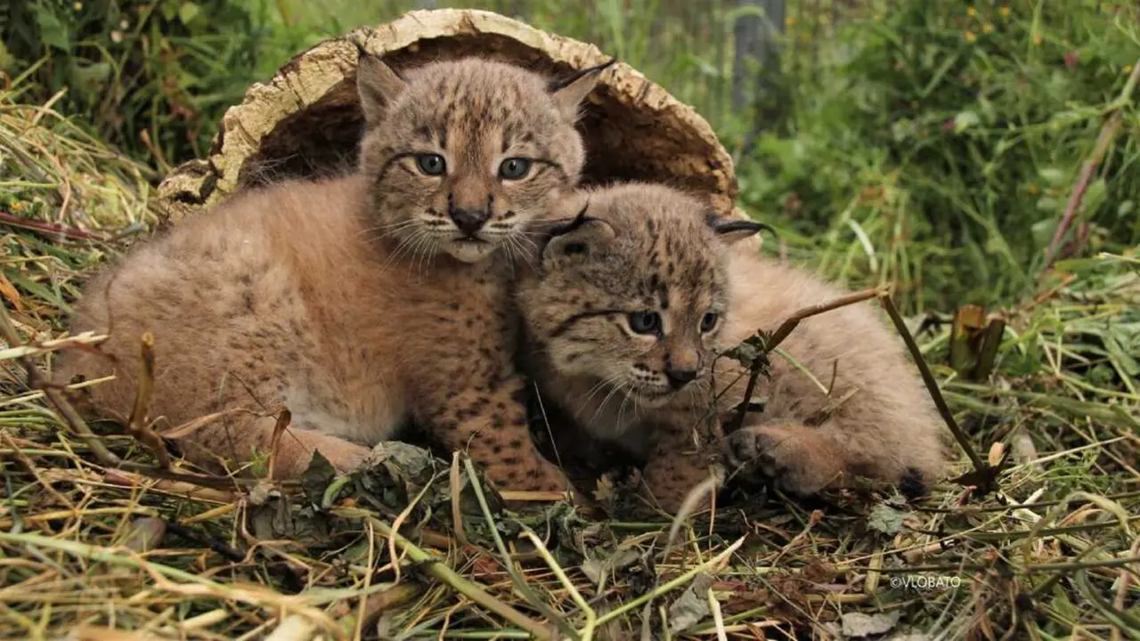 Archivo - Cr&iacute;a de lince ib&eacute;rico