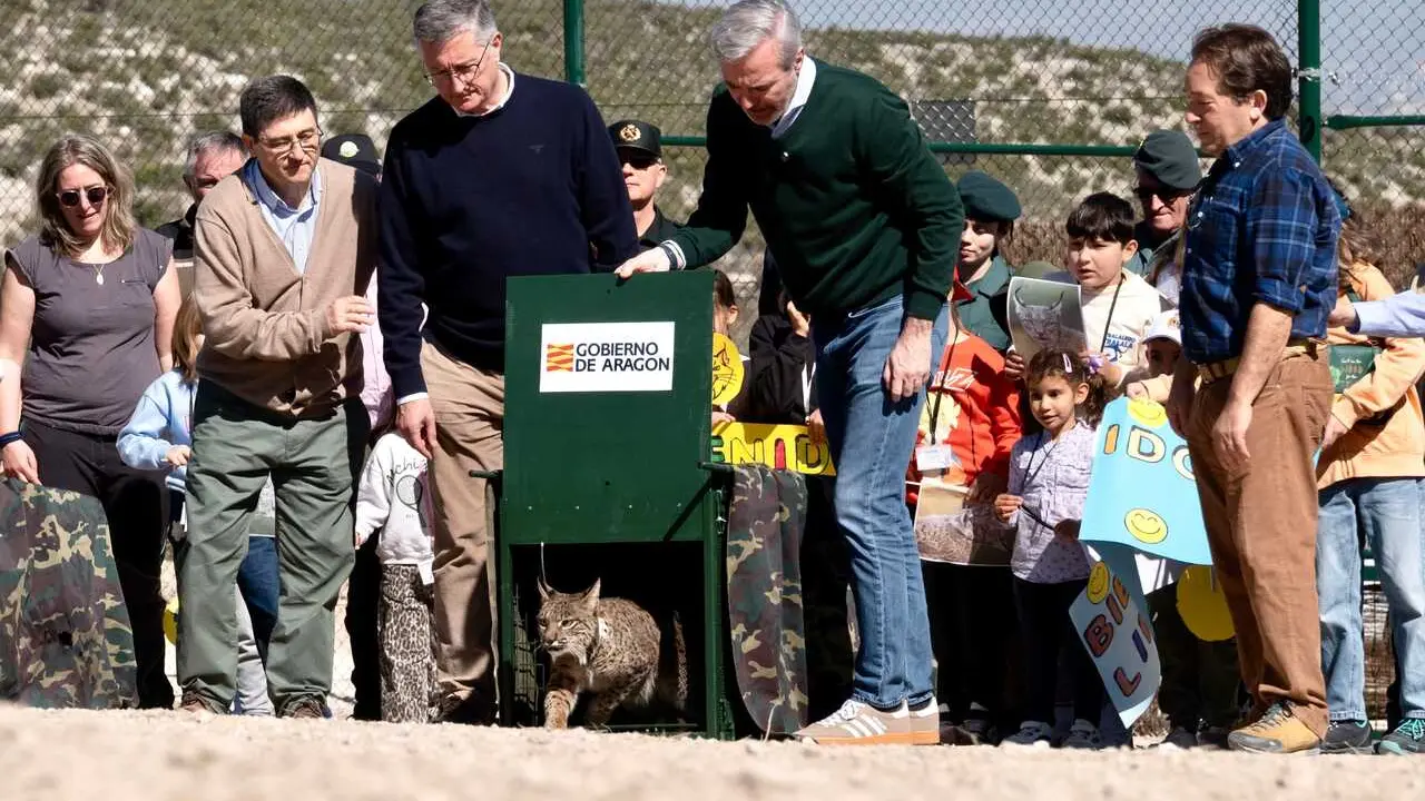 El presidente del Gobierno de Arag&oacute;n, Jorge Azc&oacute;n, suelta uno de los ejemplares de lince ib&eacute;rico en la finca Acampo Armijo de Torrecilla de Valmadrid.