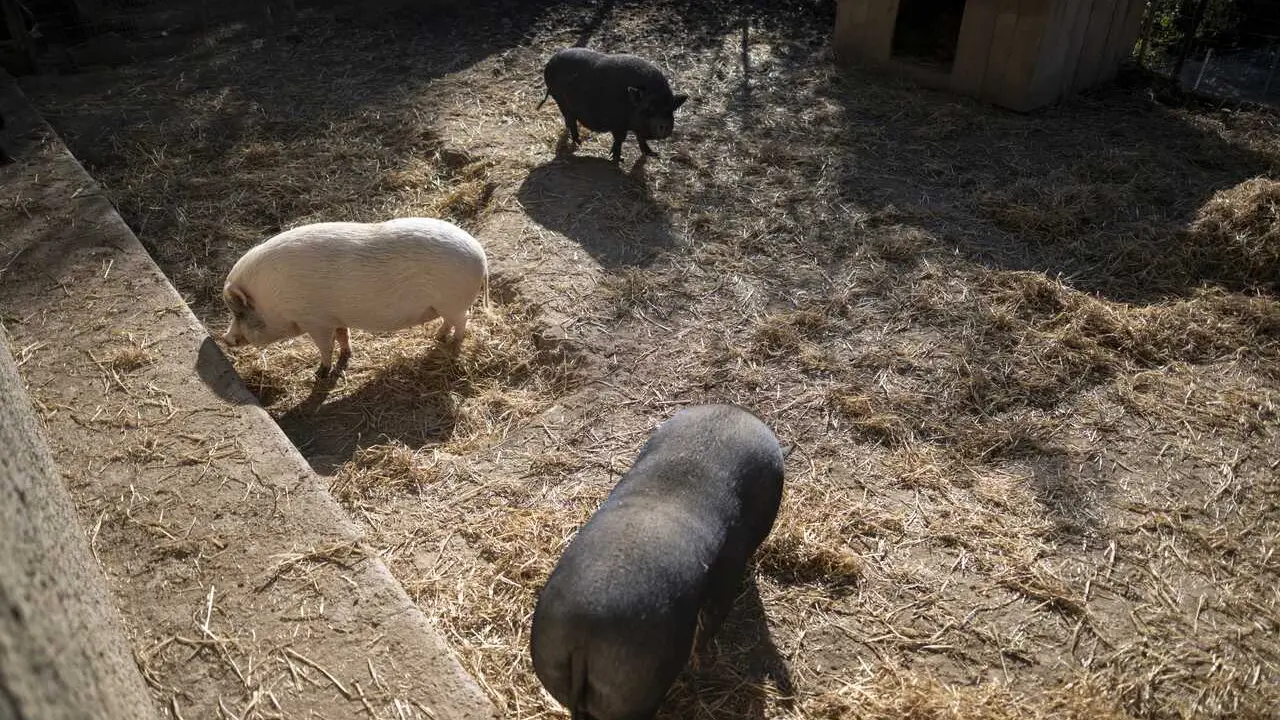 Archivo - Varios cerdos en un santuario de animales, a 9 de diciembre de 2025, en Rub&iacute;, Barcelona, Catalunya (Espa&ntilde;a).