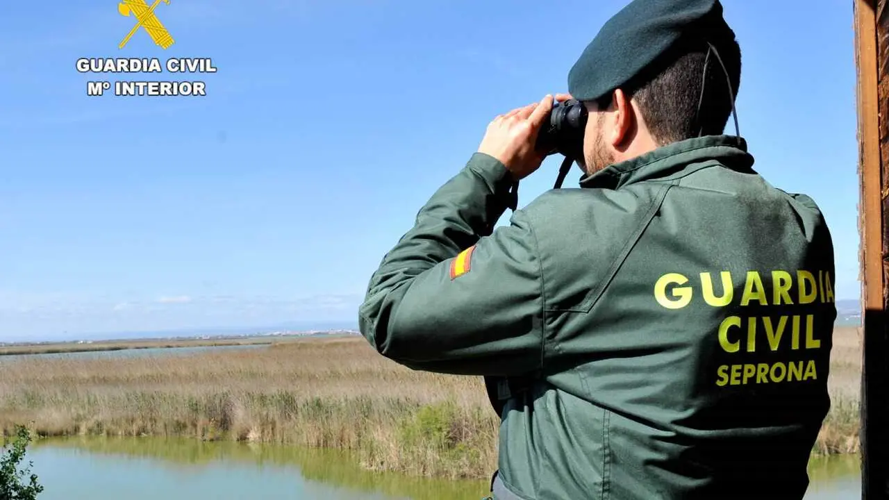 Archivo - Imagen de archivo de un agente del Seprona