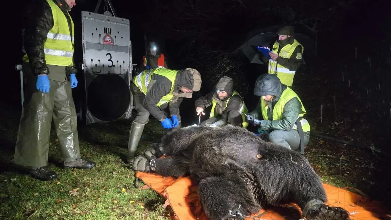 Archivo - Imagen de la captura de un oso.