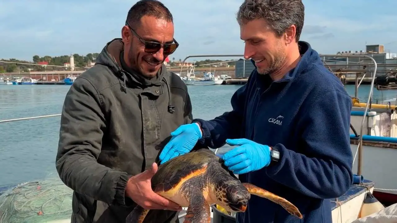 Rescatan 65 ejemplares de fauna marina en la costa catalana en el primer trimestre de 2026