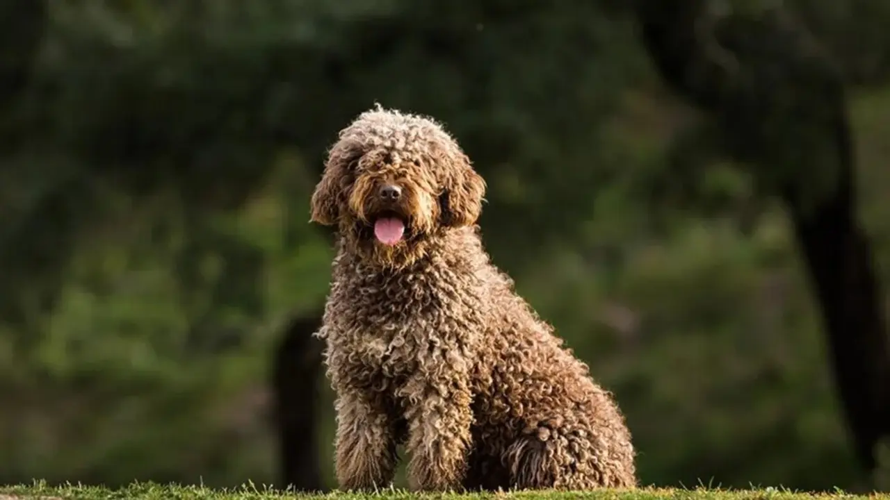 Perro de Agua espa&ntilde;ol