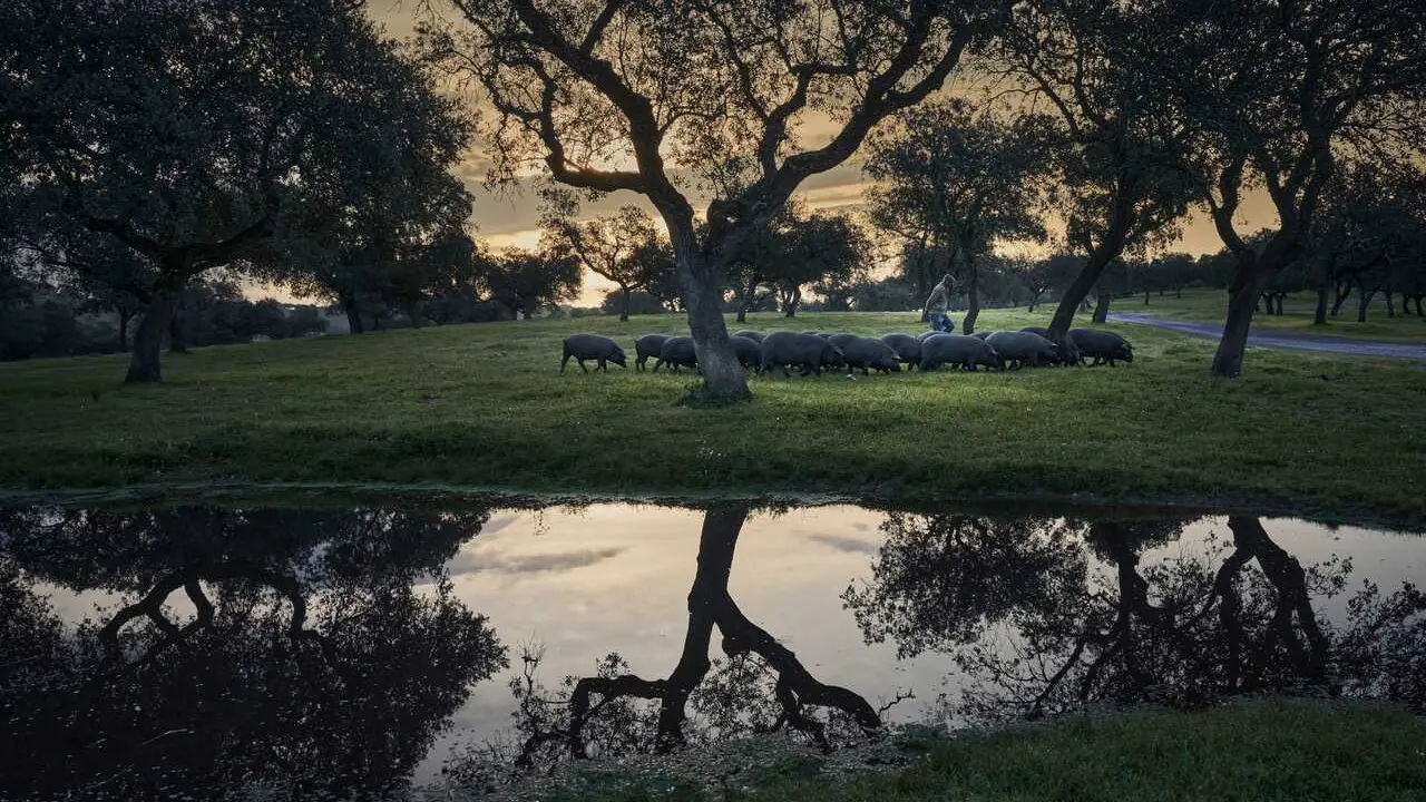 Archivo - Cerdo ib&eacute;rico en la dehesa.