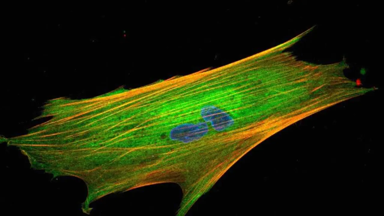 [Parameter-Settings]FileVersion	=	2000Date/Time	=	0000:00:00 00:00:00Date/Time + ms	=	0000:00:00,00:00:00:000User Name	=	TCS UserWidth	=	1024Length	=	1024Bits per Sample	=	8Used Bits per Sample	=	8Samples per Pixel	=	3ScanMode	=	xySeries Name	=	081009.lei