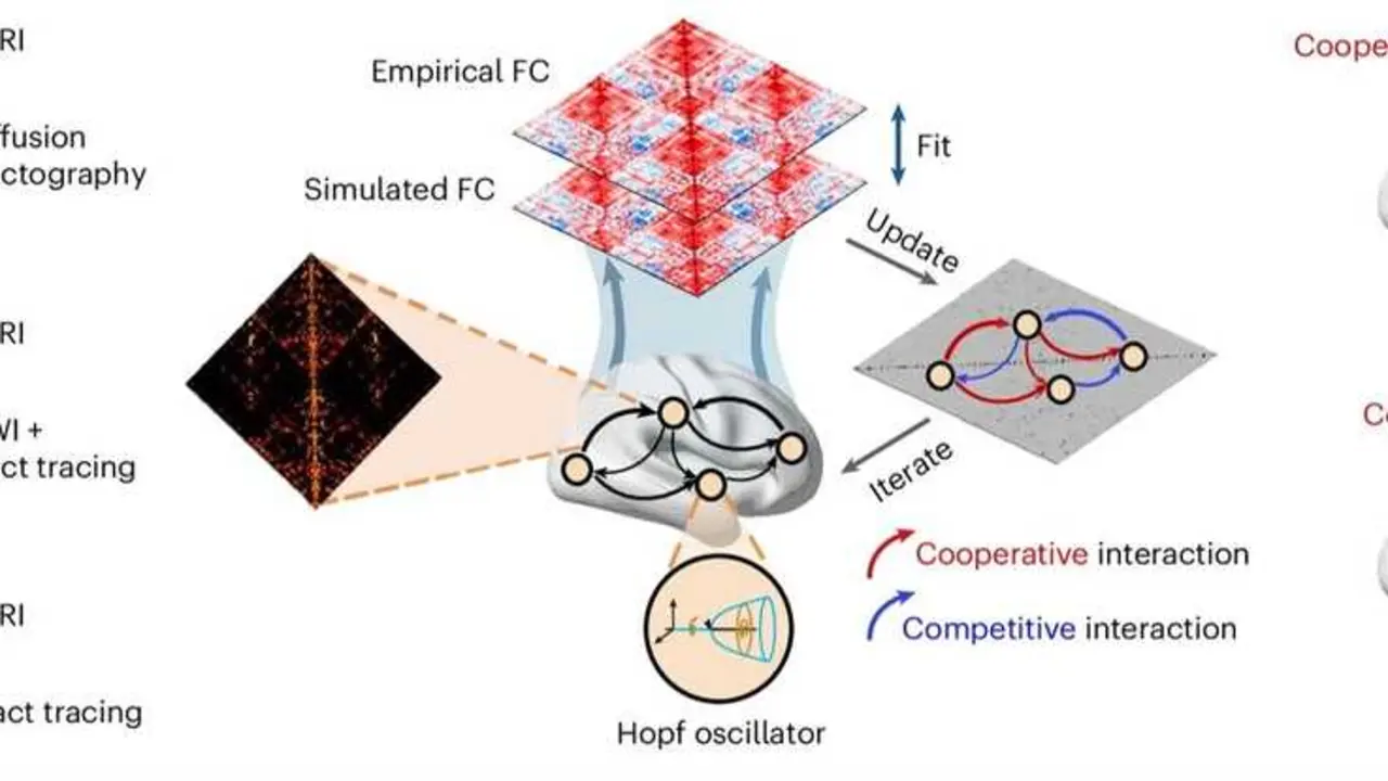 Esquema del estudio de las interacciones de cooperaci&oacute;n y competici&oacute;n en distintas especies de mam&iacute;fero.