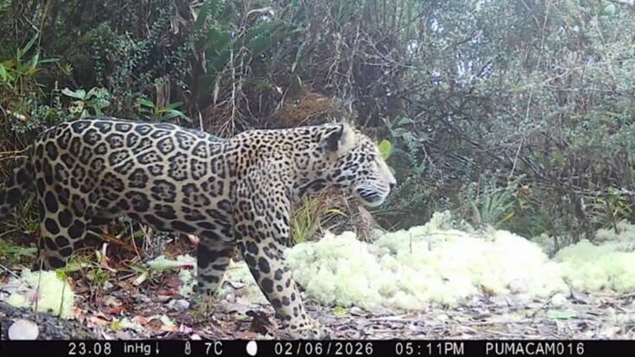 Jaguar capturado en la sierra del Merend&oacute;n tras una d&eacute;cada sin avistamientos