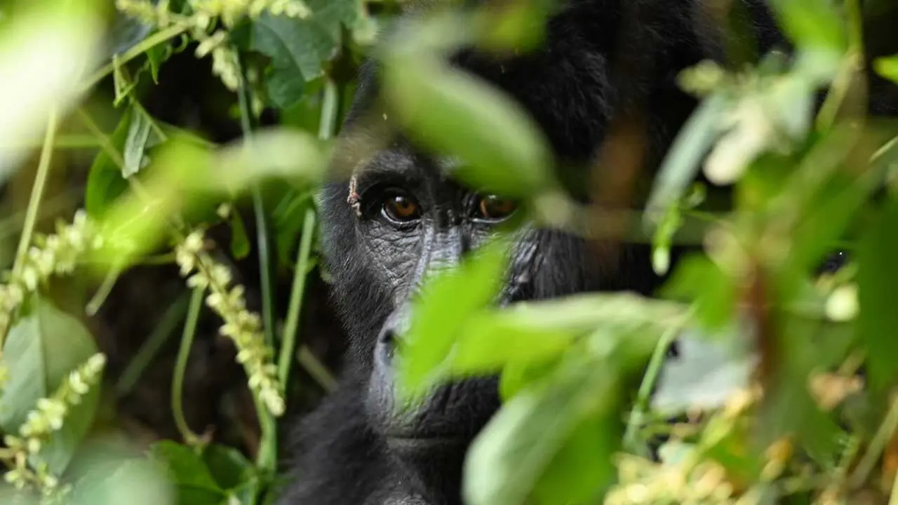 Un gorila en libretad del Congo.