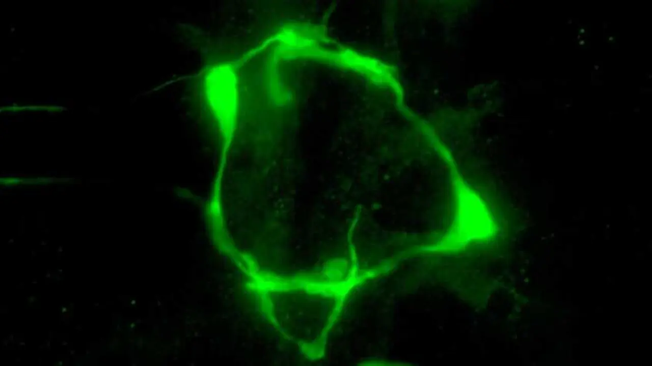 ImageJ=1.53q
unit=micron