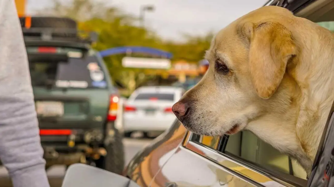 Archivo - La Real Sociedad Canina de Espa&ntilde;a propone espacios seguros donde las mascotas descansen durante viajes en carretera