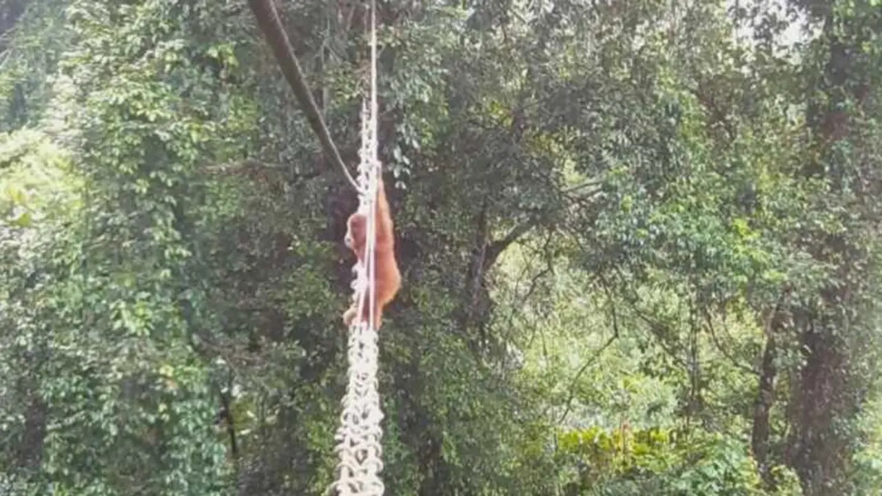 Orangut&aacute;n de Sumatra usa puente colgante para cruzar una carretera en la selva