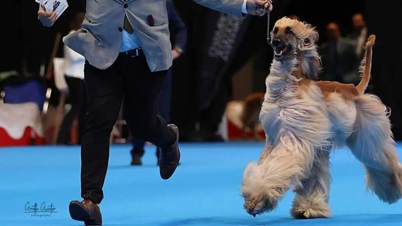 M&aacute;s de 2.000 perros de 300 razas convertir&aacute;n Valladolid en la gran capital canina de Europa del 1 al 3 de mayo